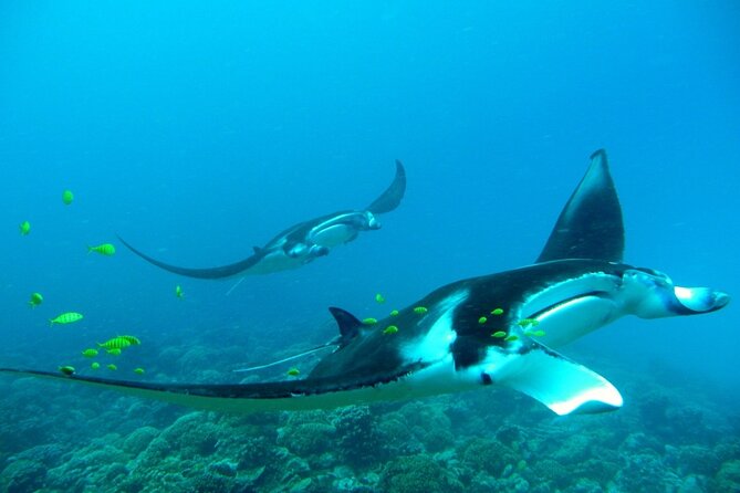 Private Reef Discovery Luxury Dream Day Tour in Bora Bora - Luxury reef discovery in Bora Bora, with real purpose