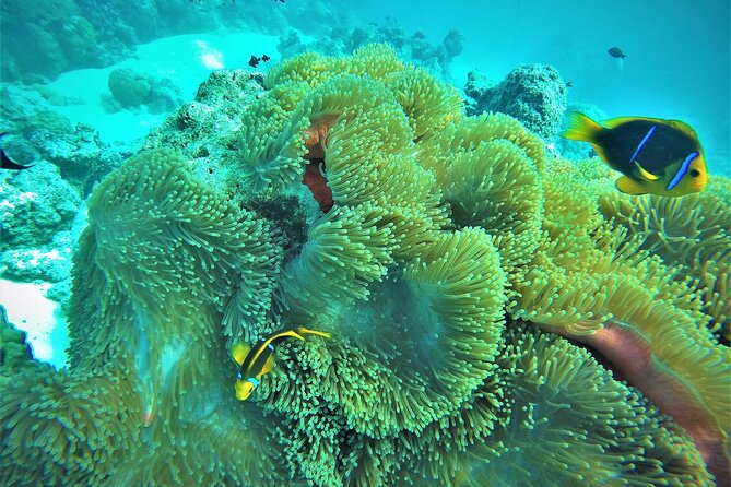 Private Reef Discovery Luxury Dream Day Tour in Bora Bora - Private island time and a Polynesian meal