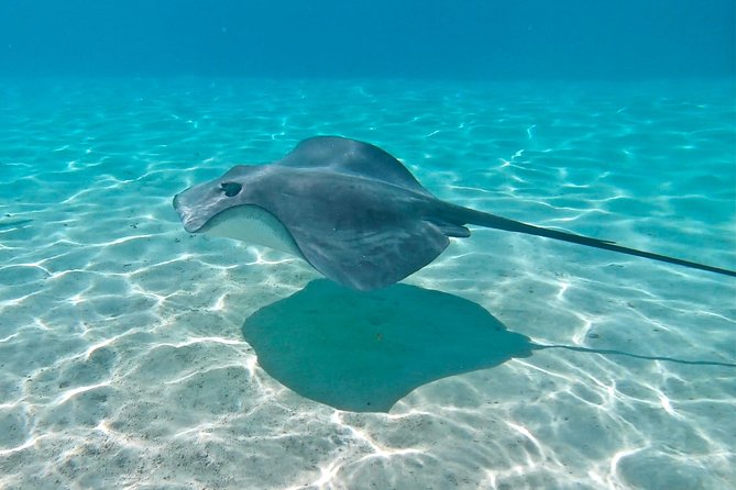 PRIVATE Sunset Tour: Moorea Snorkeling on a Catamaran named Taboo - Guide Quality Matters More Than You Think