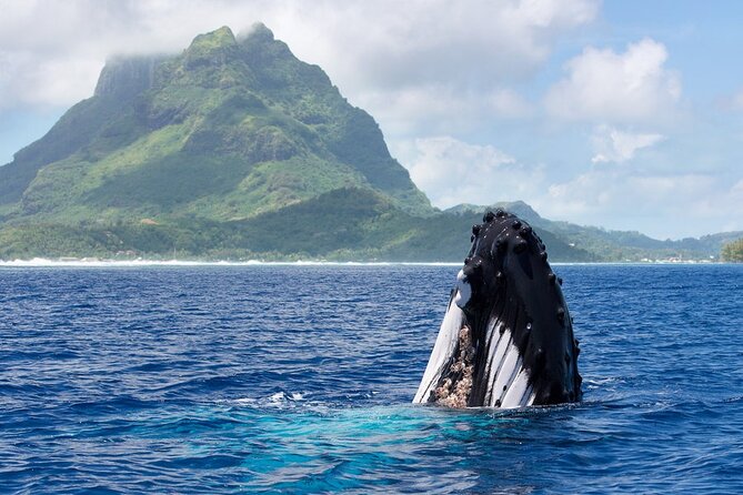 Private Tour: Bora Bora Whale Watching & Swimming Experience - Key highlights worth planning for