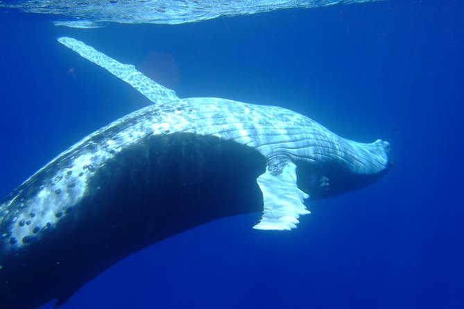 Private Tour: Bora Bora Whale Watching & Swimming Experience - Snorkeling with humpbacks: what’s included and what’s optional