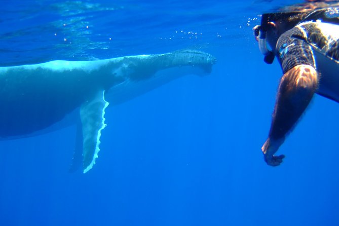 Private Tour: Bora Bora Whale Watching & Swimming Experience - How to think about value for $448.55 per person