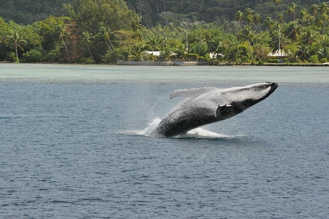 Private Tour: Bora Bora Whale Watching & Swimming Experience - Who this tour suits best, and who should pass