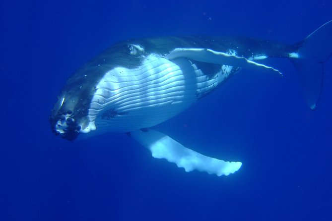 Private Tour: Bora Bora Whale Watching & Swimming Experience - Whale spotting done with rules, not chaos