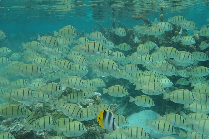 Private tour from Raiatea - 1/2 day excursion to Tahaa or other - Raiatea to Tahaa by private boat, and why it matters