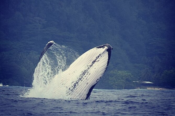 Private tour observing and swimming with humpback whales in Moorea - Key things to know before you go