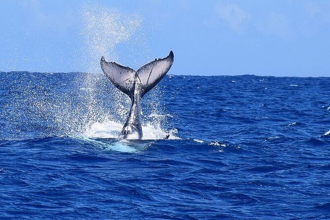 Private tour observing and swimming with humpback whales in Moorea - The subwin seabed glide, plus why marine science changes what you notice