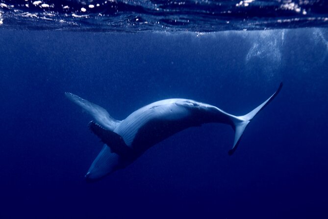 Private tour whale watching and snorkeling in Moorea - A private Moorea whale tour that actually feels personal