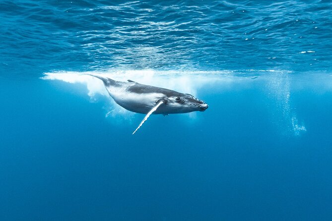 Private tour whale watching and snorkeling in Moorea - Snorkeling in Moorea, the way this tour handles it
