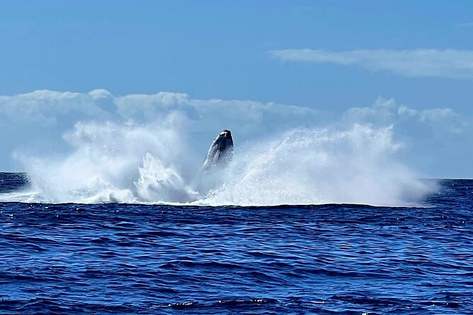 Private tour whale watching and snorkeling in Moorea - Safety and animal-welfare rules that actually matter on the water