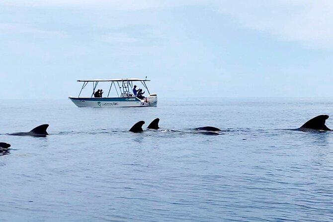 Private tour whale watching and snorkeling in Moorea - Value check: $1,336 per group, and when it’s a great deal