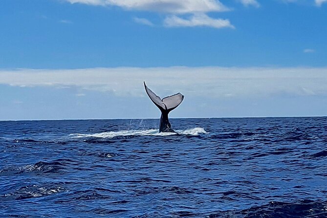 Private tour whale watching and snorkeling in Moorea - Who should book this whale and snorkeling tour