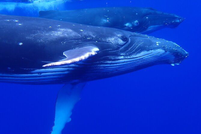 Private Tour Whale Watching Half Day Tour - Moorea Half-Day Format: What the 3 To 4 Hours Really Feels Like