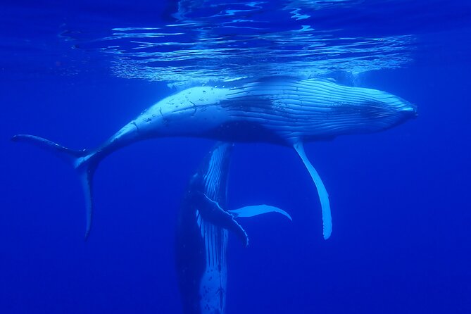 Private Tour Whale Watching Half Day Tour - Gentle Approaches and Animal Behavior: What You Might Actually See