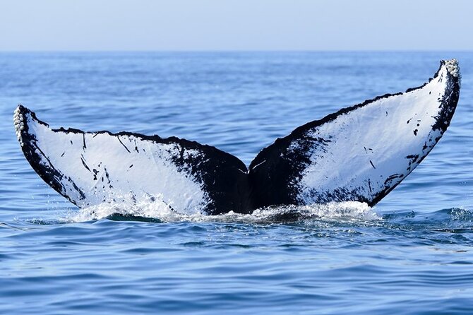 Private Tour Whale Watching Half Day Tour - Included Snacks, Water, and Alcohol: Small Comforts That Matter at Sea