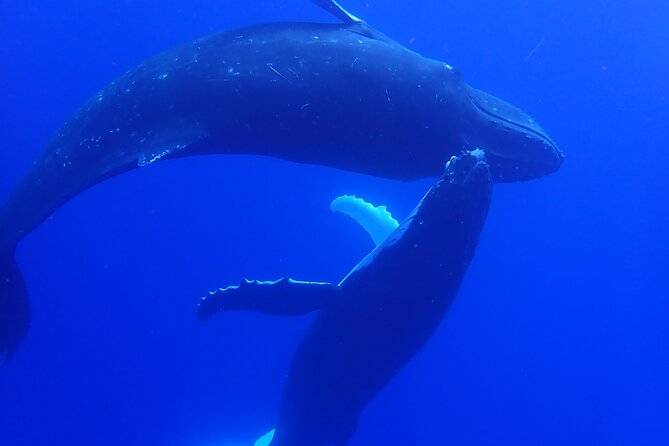 Private Tour Whale Watching Half Day Tour - Moorea Marina To Open Water: Where the Experience Starts