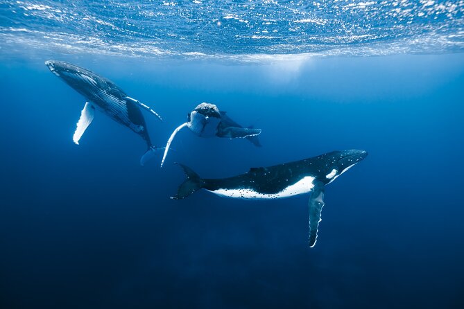 Private Whale Watching Adventure in Mo'orea - Key reasons this private whale swim in Mo’orea works