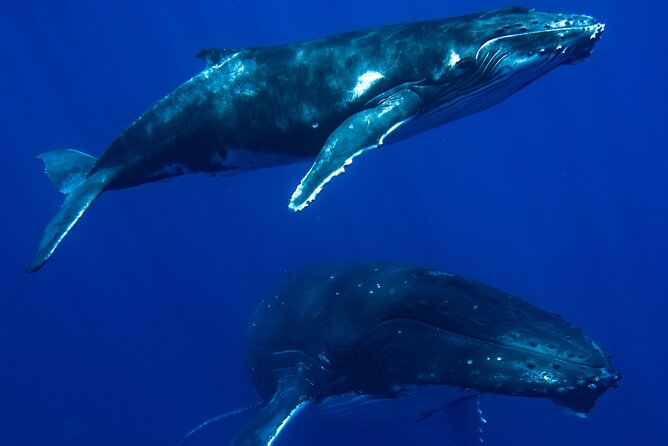 Private Whale Watching Adventure in Mo'orea - Getting to Plage de Tiahura and timing your 8:00 am start