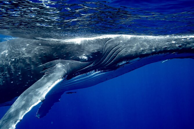 Private Whale Watching Adventure in Mo'orea - What swimming actually requires, and what if you stay on the boat