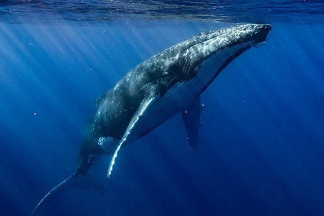 Private Whale Watching Adventure in Mo'orea - Who should book this whale watching adventure?