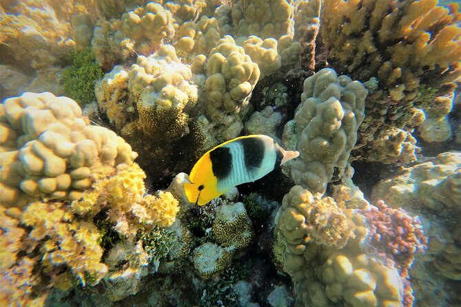 Raiatea-Tahaa Snorkeling in our beautiful Coral Garden - Key things you should know before you go