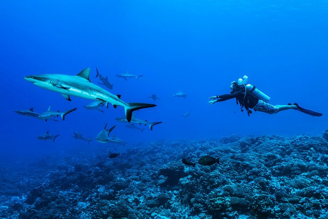 Rangiroa 2-tank Certified Scuba Dive - Key Takeaways Before You Book