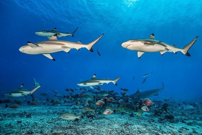 Rangiroa 2-tank Certified Scuba Dive - Practical Tips So You Get the Best Day Possible