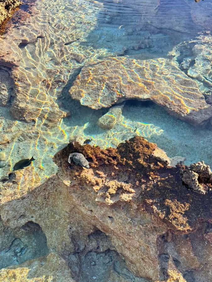 Rangiroa: Blue Lagoon Tiputa Pass Coral Garden Island Birds - Price and value: what $176 buys in a long day