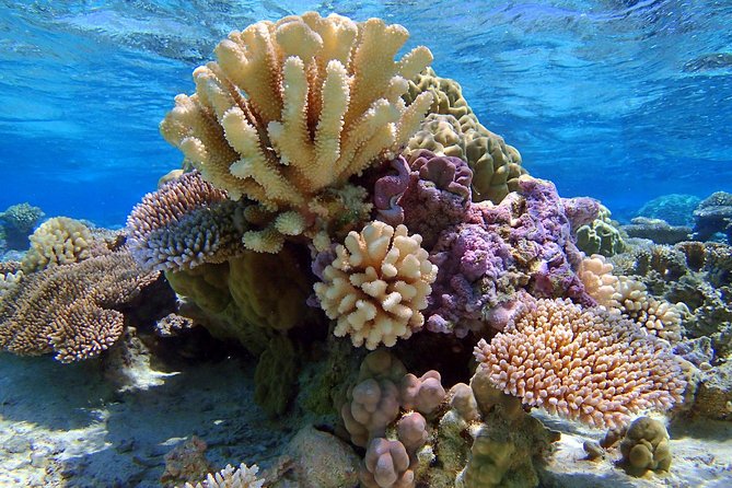 Reef Discovery Half Day Group Signature Tour - Manta ray feeding ground: the stop most people remember