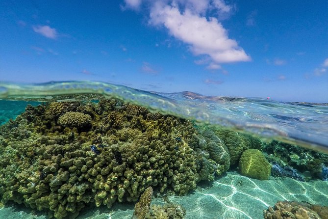 Reef Discovery Half Day Group Signature Tour - Your guide in the water: the real difference-maker