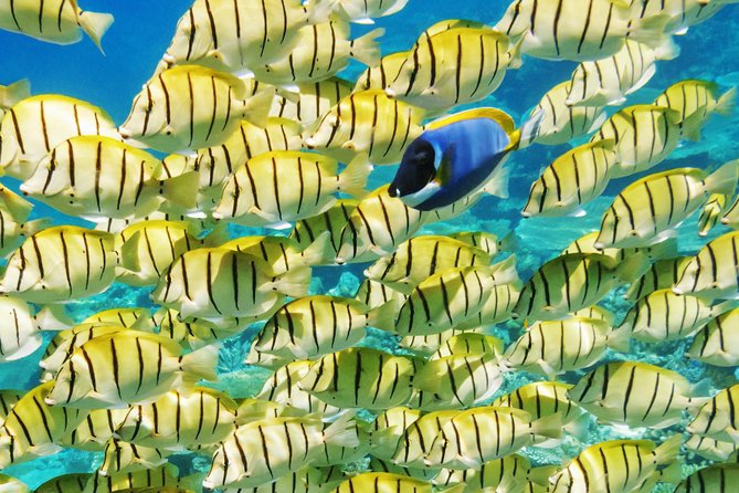 Reef Discovery Half Day Group Signature Tour - Price and value in Bora Bora terms