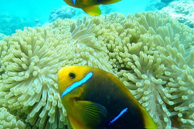 Reef Discovery Luxury Private Snorkeling Lagoon Tour - Private Boat Time on Bora Bora Lagoon, Without the Crowd Pressure
