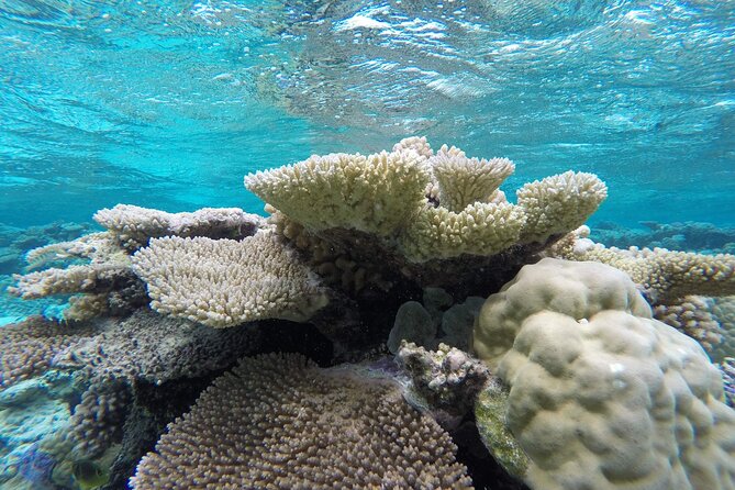 Reef Discovery Private Full Day Lagoon Tour & Water Lunch - The water lunch with Mount Otemanu in the background