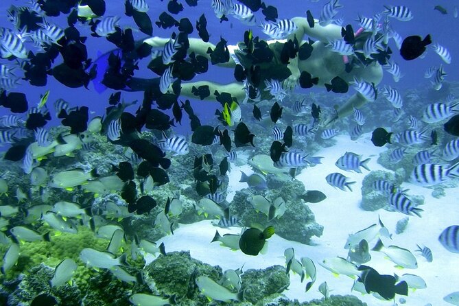 Reef Discovery Private Full Day Lagoon Tour & Water Lunch - Who this tour suits best in Bora Bora
