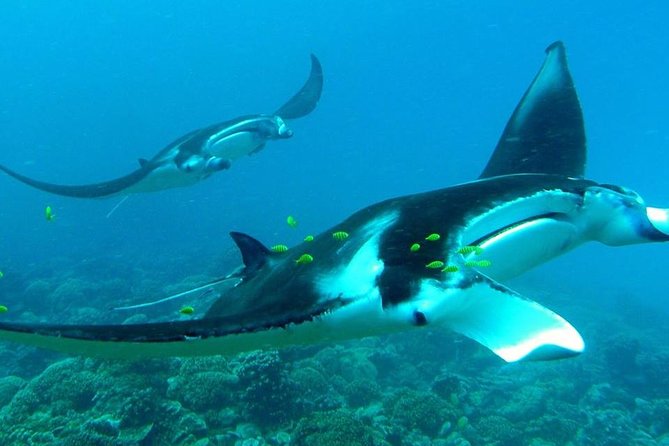 Reef Discovery Private Half Day Lagoon Tour - The four snorkeling stops: rays and reef life in a tight route