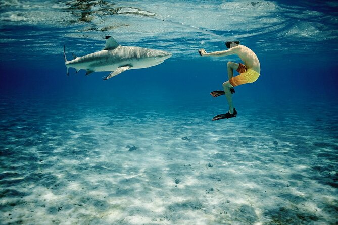 Reef Discovery Private Half Day Lagoon Tour - You can also choose “scenery only” lagoon time