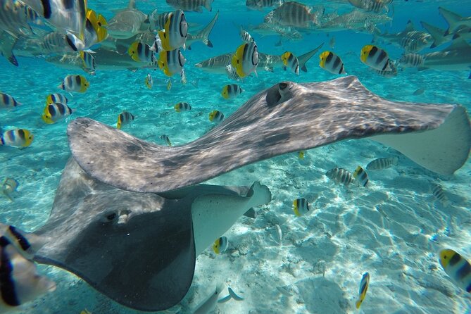 Reef Discovery Private Half Day Lagoon Tour - Should you book Reef Discovery’s private half-day lagoon tour?