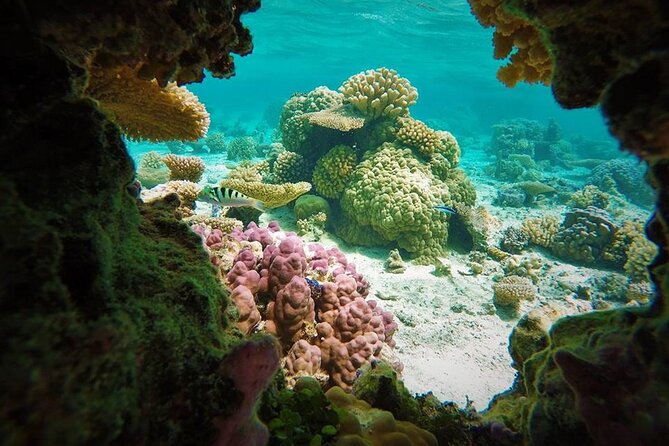 Reef Discovery Private Treasure Hunt - Price and what you’re really paying for (group up to 3)