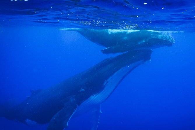 Respectful whale excursion to Tahiti in 4h30 - Key things to know before you go