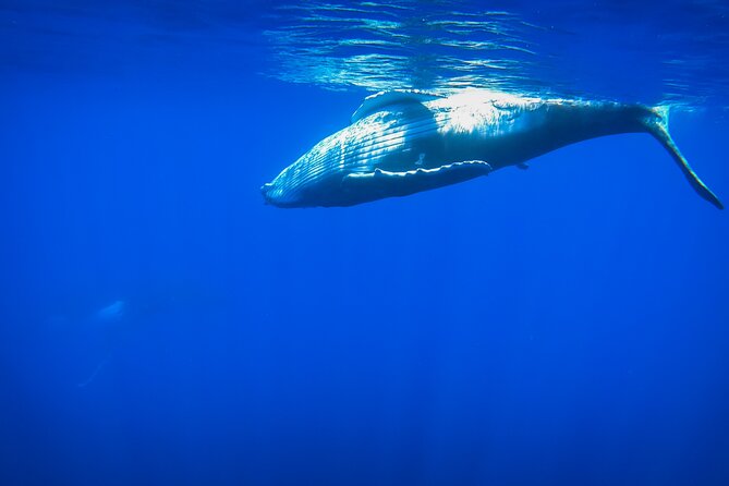 Respectful whale excursion to Tahiti in 4h30 - Papeete Marina timing, pickup, and how the day runs