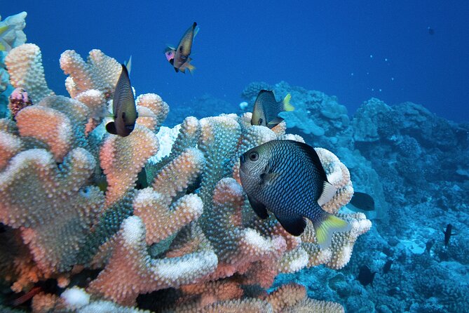 Romantic Dive for beginners in Bora Bora (2 people) with Video - Price and Value for Two People, Not a Crowd