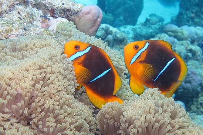 Romantic Dive for beginners in Bora Bora (2 people) with Video - Who This Is Best For (And When to Choose Something Else)