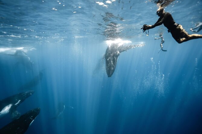 Sacred Experience Swimming with a Whale in Moorea - Key highlights you will actually care about