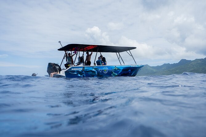 Sacred Experience Swimming with a Whale in Moorea - How the swim actually works: 6 people in the water