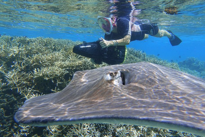 Sea Scooter Jet Snorkeling "Moorea Dream Adventure" - Stop 2: Turtle Town for up-close turtle moments