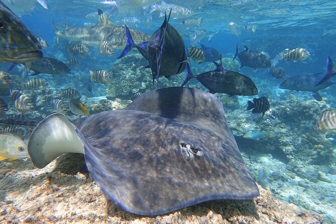 Sea Scooter Jet snorkeling "Moorea Reef Adventure" - Moorea Reef Adventure in plain terms: Sea Scooter Jet basics
