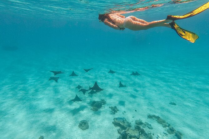 SHARED FULL DAY CULTURAL & LAGOON TOUR - Bora Bora Cultural Lagoon Tour - Shallow-Water Black Tip Sharks and Stingrays: The Main Event
