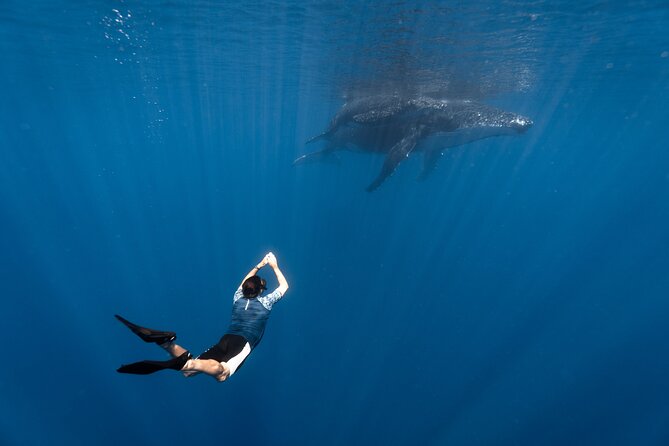 Shared Whale Expedition - Key Highlights You Should Know