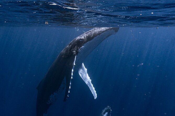 Shared Whale Expedition - How Whale Watching Works Here (Respect First, Then Close)