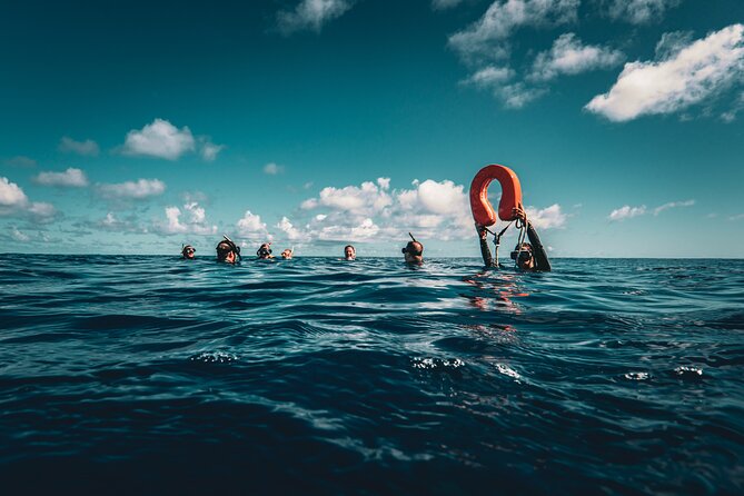 Shared Whale Expedition - Snorkeling Gear, Snacks, and the Small Comforts That Add Up